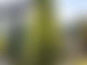 Limon Servi Bakım Rehberi