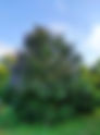 Hayıt Ağacı Bakımı Ve Özellikleri (Vitex agnus-castus)