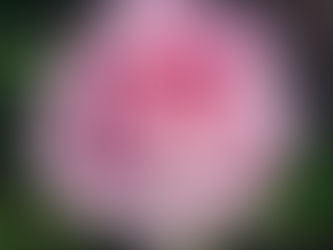 Bahçelerin Asil ve Kadim Kraliçesi