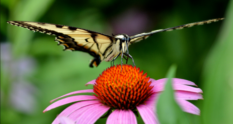 Photo by Jim Hudgins/USFWS