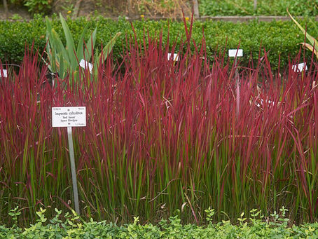 Kan Çimi  (Imperata cylindrica 'Red Baron') Bakımı  ve Özellikleri