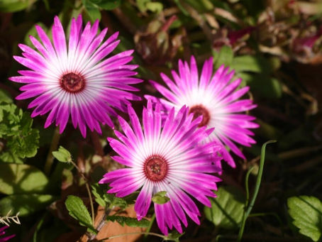 Güneşin Neon Renkleri