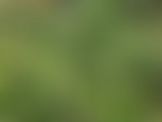 Zarafetin İnce Çizgileri: (Tel Sarmaşığı)