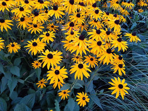 Güneş Şapkası (Rudbekya) Bakımı