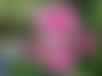 Ekinezya Çiçeği Bakımı Ve Özellikleri (Echinacea purpurea)