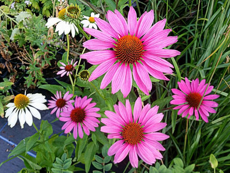 Ekinezya Çiçeği Bakımı Ve Özellikleri (Echinacea purpurea)