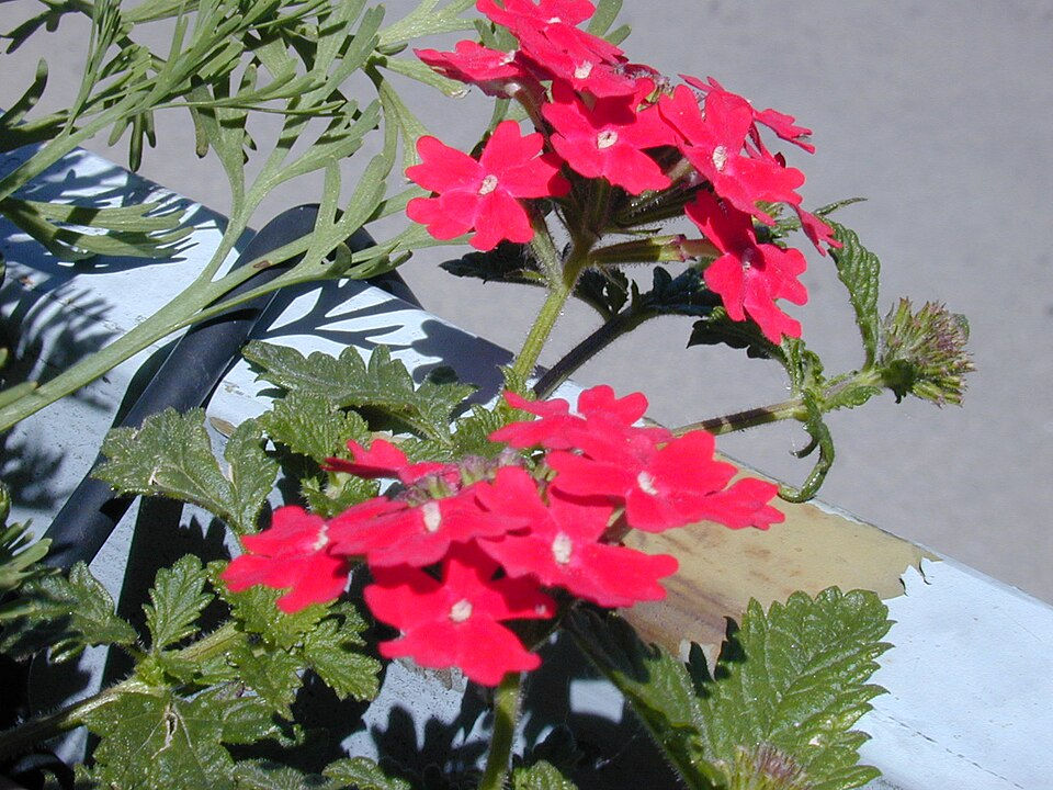 Photo by Zanchetta Fabio (faxstaff)