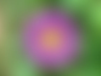 Sonbaharın Gökyüzü: Callistephus chinensis