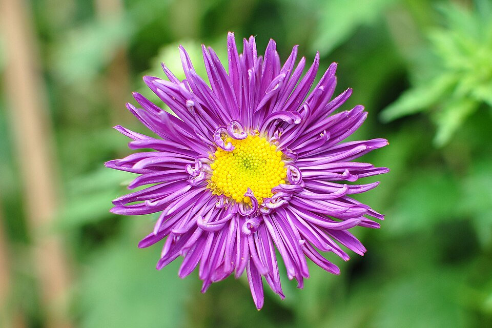 Aster Yıldız Patı Çiçeği Yetiştirmesi ve Bakımı