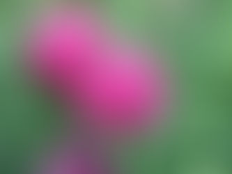 Zarafetin ve Direncin Sembolü