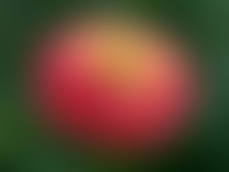 Zinya Çiçeği Özellikleri (Zinnia elegans)