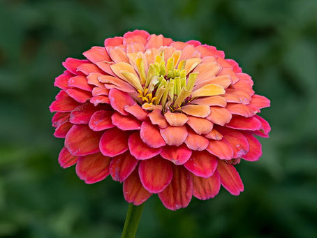 Zinya Çiçeği Özellikleri (Zinnia elegans)