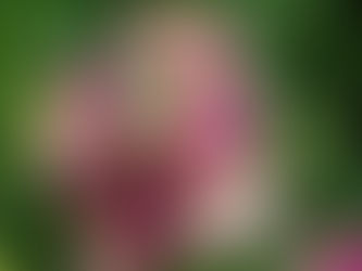 Aslanağzı Çiçeği Özellikleri (Antirrhinum majus)