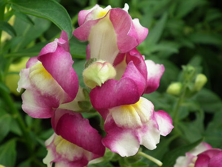 Aslanağzı Çiçeği Özellikleri (Antirrhinum majus)