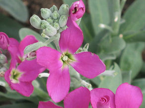 Gecelerin Kokulu Sultanı: Matthiola incana 