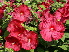 Kuzey Amerika’nın sulak alanlarından, nehir kenarlarından ve bataklık çayırlarından dünyaya yayılan Hibiscus moscheutos (yaygın adıyla Dev Bataklık Gülü, Swamp Rose Mallow veya Dinner-Plate Hibiscus)