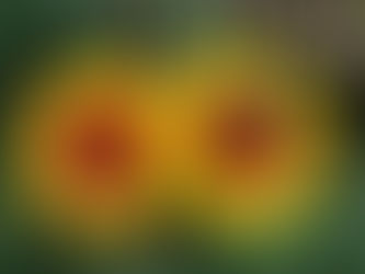 Gayret Çiçeği Bakımı (Gailardia)