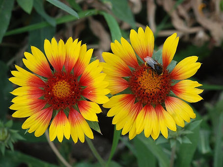 Gayret Çiçeği Bakımı (Gailardia)