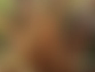 Modern Bahçelerin Mimari Tasarımı