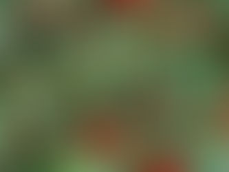 Bahçelerin Enerji Kaynağı:(Salvia Splendens)