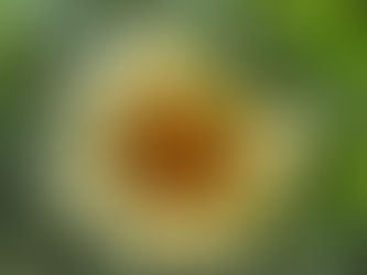 Bahçenin Parlayan Yıldızı