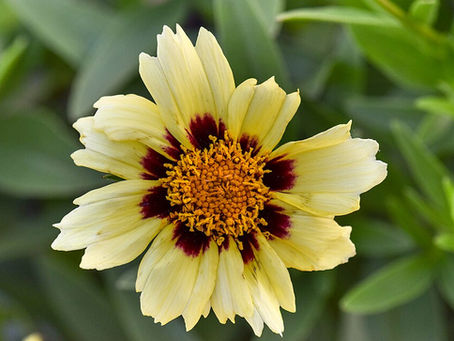 Bahçenin Parlayan Yıldızı