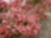 Cennet Bambusu Özellikleri (Nandina domestica)