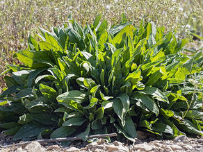 Doğanın Şifalı Yeşili: Labada (Rumex)