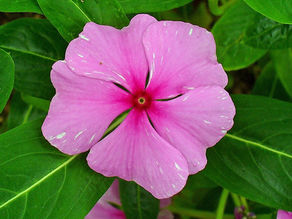 Rozet Çiçeği (Vinca rosea) Bakım Rehberi