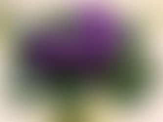 Afrika Menekşesi Bakım Rehberi (Saintpaulia)