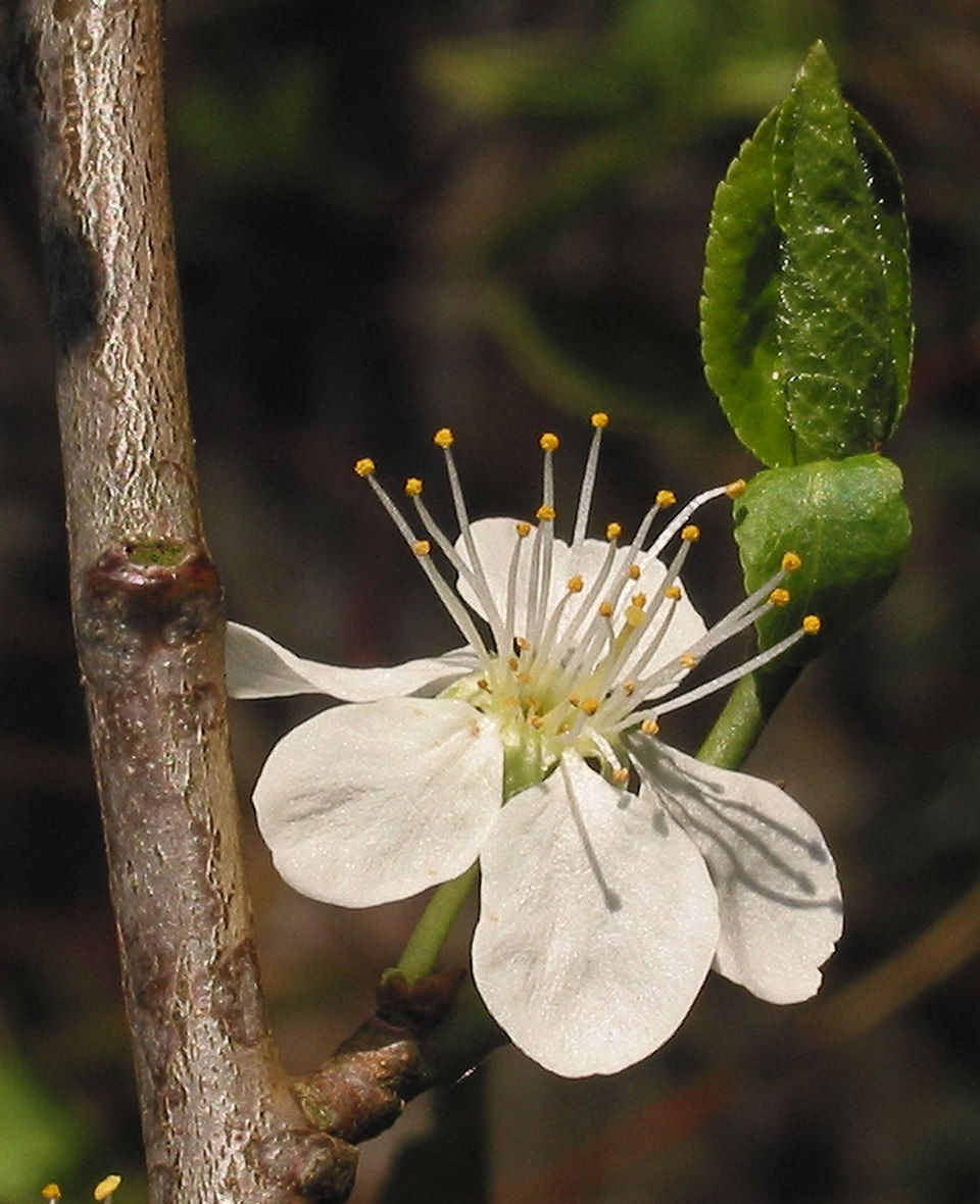 Bahçelerin En Erken Misafiri