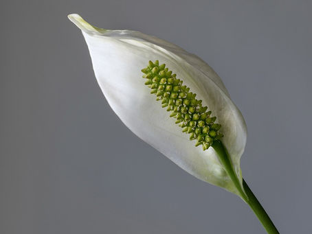 Barış Çiçeği Bakımı