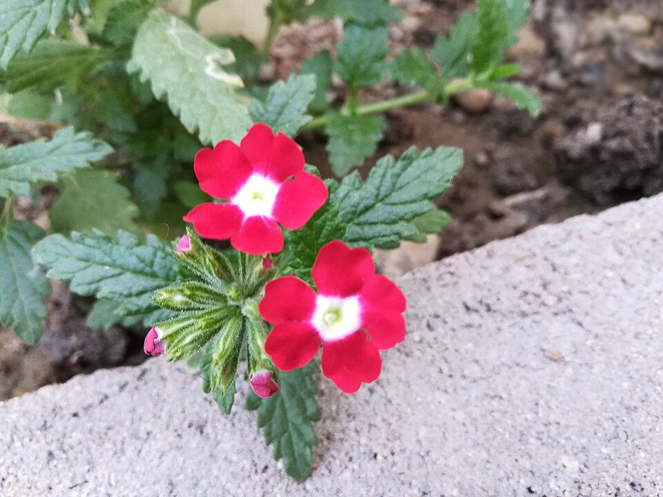 Photo by Krishna7860