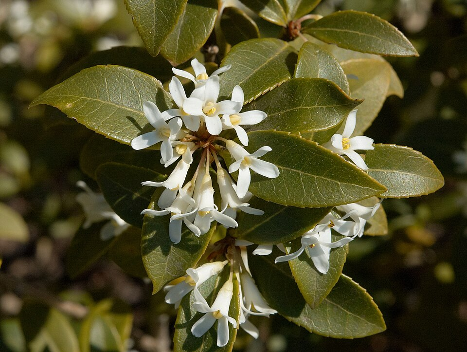 Osmanthus burkwoodii https://commons.wikimedia.org/wiki/File:Osmanthus_burkwoodii_C.jpg