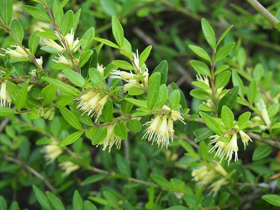 Bahçelerin Yatay Estetiği: