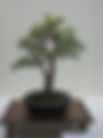 The Succulent Sculptor: Elephant Bush (Portulacaria afra)