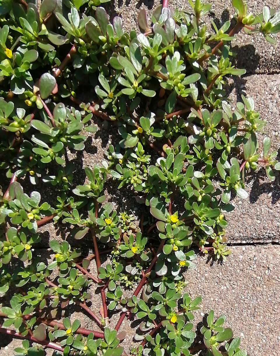 Semiz Otu https://commons.wikimedia.org/wiki/User:Wilhelm_Zimmerling_PAR