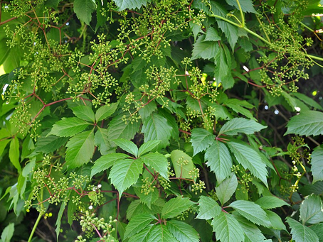 Amerikan Sarmaşığı (Parthenocissus quinquefolia) Bakımı ve Özellikleri