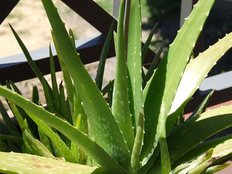 Aloe Vera Bitkisi Bakımı ve Özellikleri