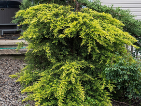 Kuzey Yarımküre’nin dayanıklı dağlık türlerinin hibritlenmesiyle elde edilen Juniperus × media (syn. Juniperus × pfitzeriana / Pfitzer Ardıcı)