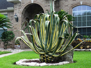Agave americana Bakımı ve Özellikleri