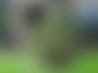 Agave americana Bakımı ve Özellikleri