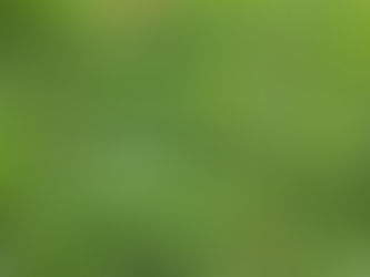 Doğanın Parlayan Halısı