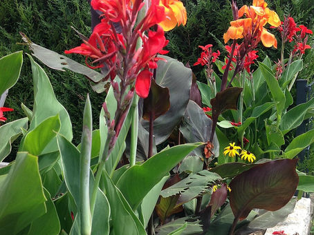 Tespih Çiçeği (Canna indica) Bakımı ve Özellikleri