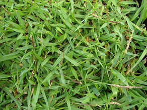 Ultra-dense, slow-growing turf-weavers engineered for barefoot luxury lawns, high shade tolerance, and a massive, weed-blocking carpet that feels like dense wool felt.