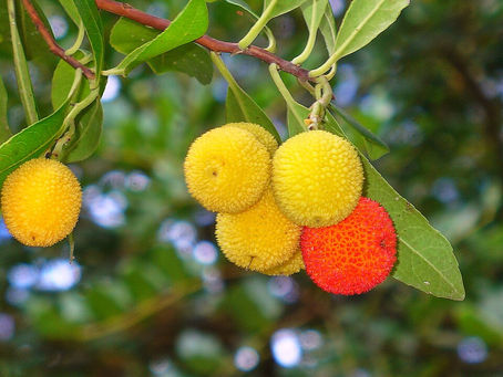 Koca Yemiş, Ağaç Çileği Bakımı ve Yetiştirilmesi