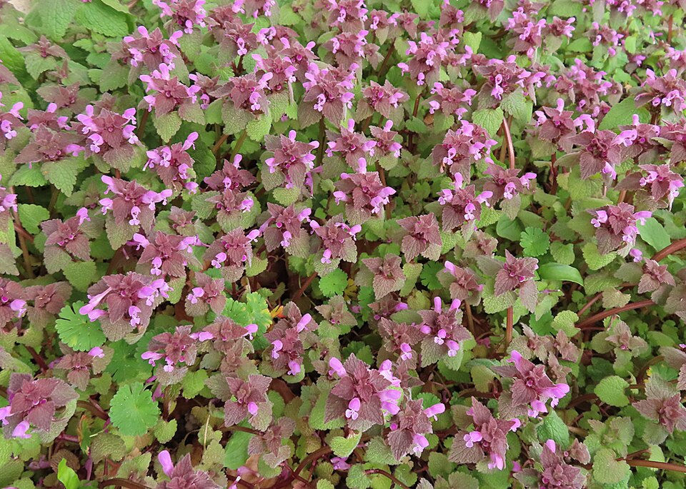 Eflatun Ballıbaba (Lamium purpureum)
