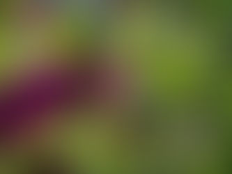 Bahçenin Canlı Mıknatısı