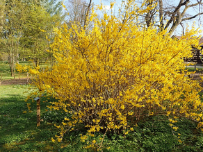 	Obtained through the hybridization of East Asian parent species (Forsythia suspensa × Forsythia viridissima), Forsythia × intermedia—commonly known as Border Forsythia, Golden Bells, or simply Forsythia