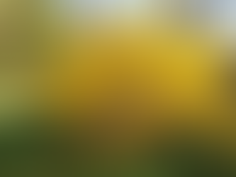 	Obtained through the hybridization of East Asian parent species (Forsythia suspensa × Forsythia viridissima), Forsythia × intermedia—commonly known as Border Forsythia, Golden Bells, or simply Forsythia